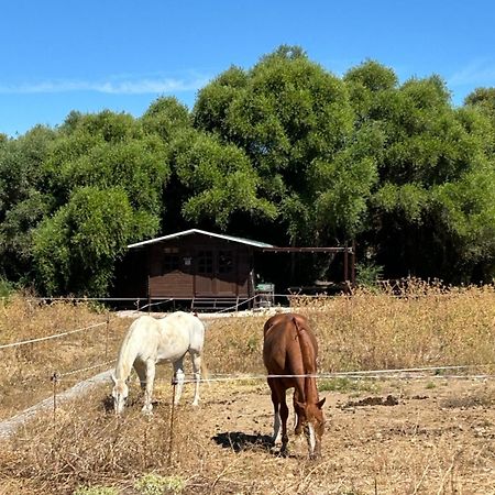 Cabana Rustica En Un Rancho Con Caballos, Prado Del Rey, Andalucia Dış mekan fotoğraf