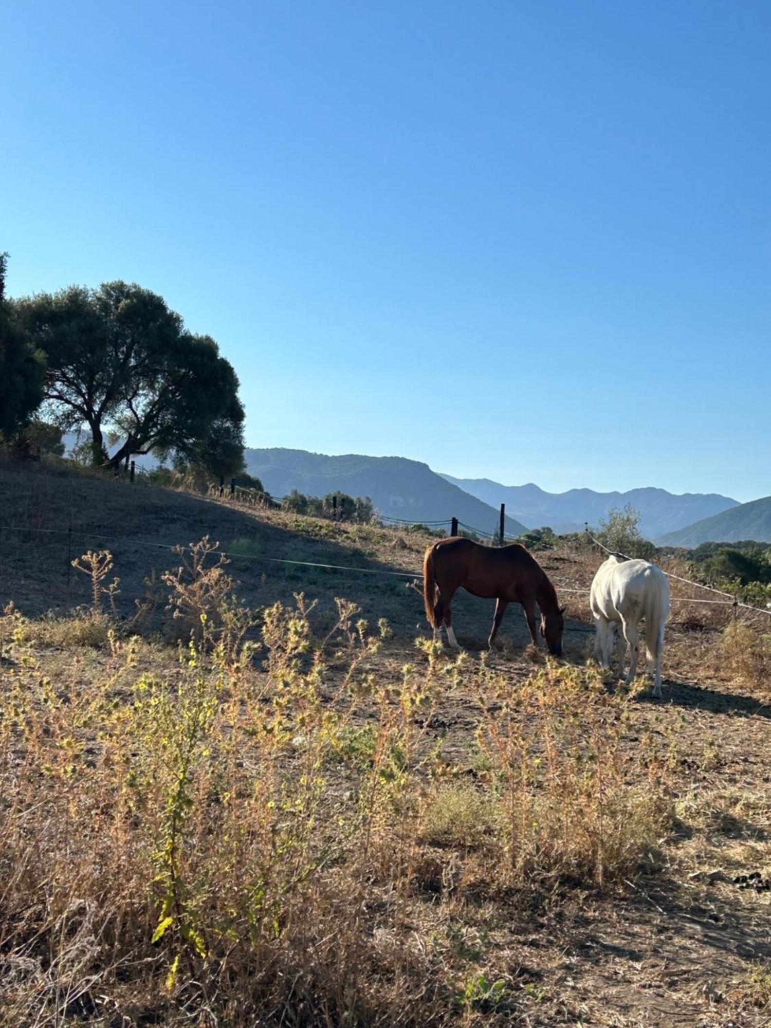 Cabana Rustica En Un Rancho Con Caballos, Prado Del Rey, Andalucia Dış mekan fotoğraf