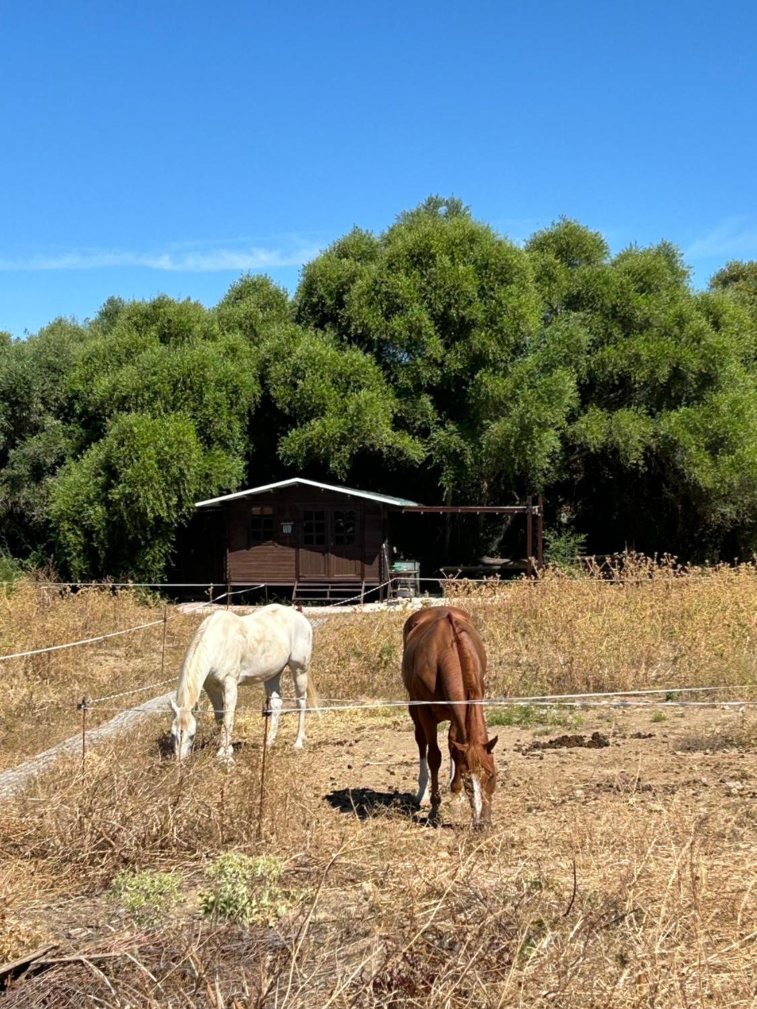 Cabana Rustica En Un Rancho Con Caballos, Prado Del Rey, Andalucia Dış mekan fotoğraf