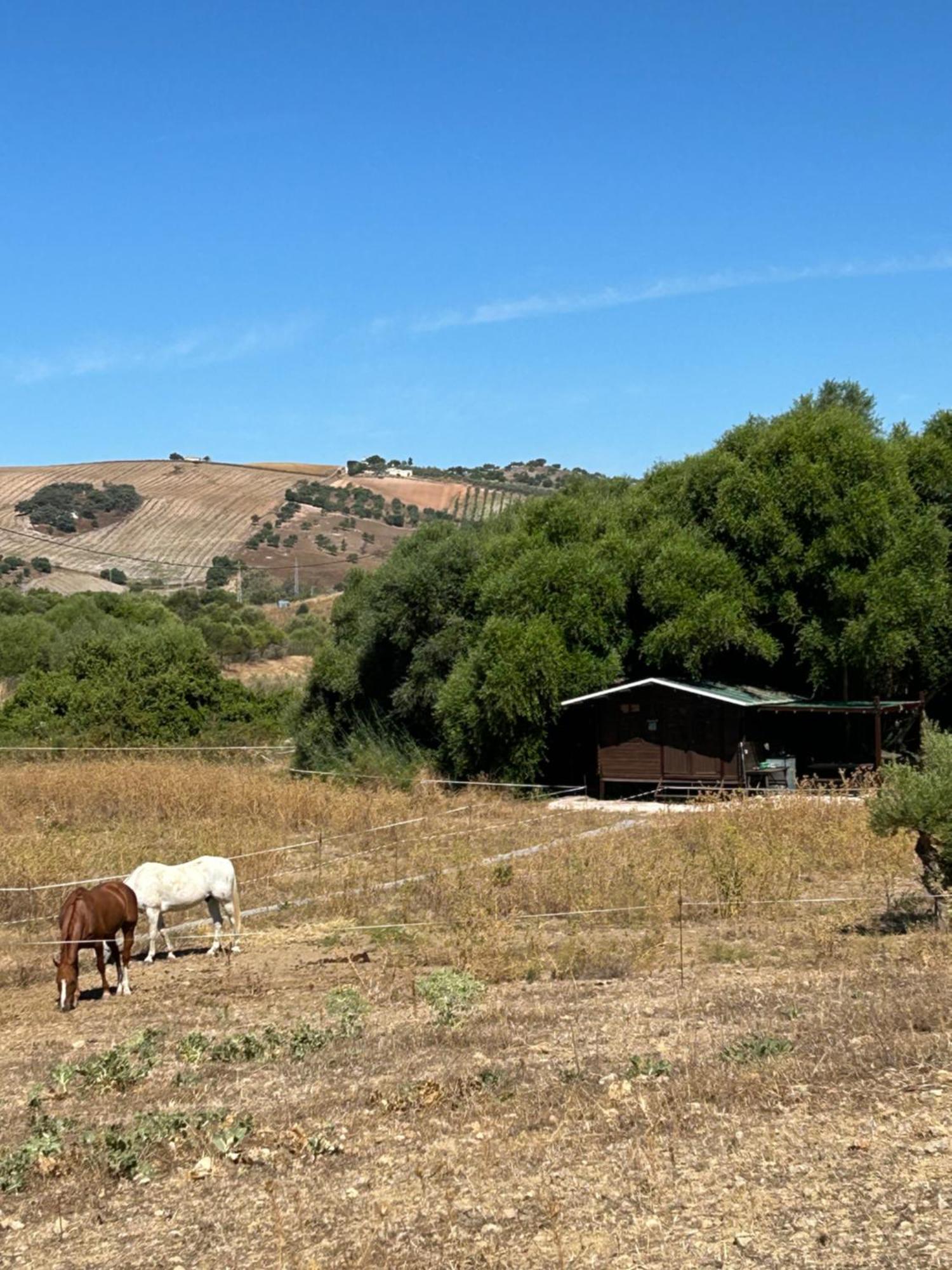 Cabana Rustica En Un Rancho Con Caballos, Prado Del Rey, Andalucia Dış mekan fotoğraf