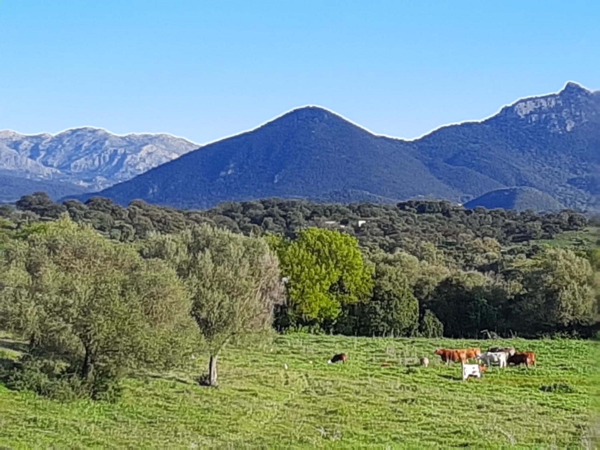 Cabana Rustica En Un Rancho Con Caballos, Prado Del Rey, Andalucia Dış mekan fotoğraf