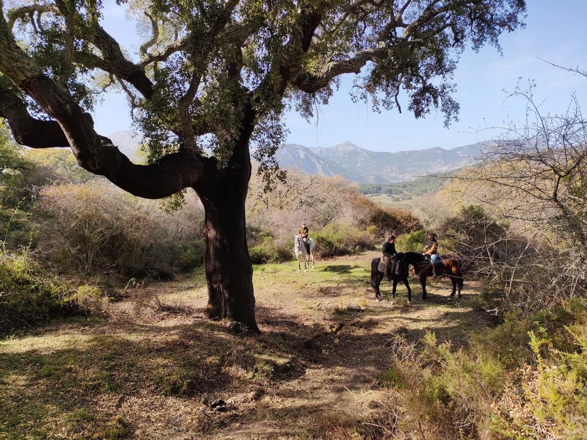 Cabana Rustica En Un Rancho Con Caballos, Prado Del Rey, Andalucia Dış mekan fotoğraf