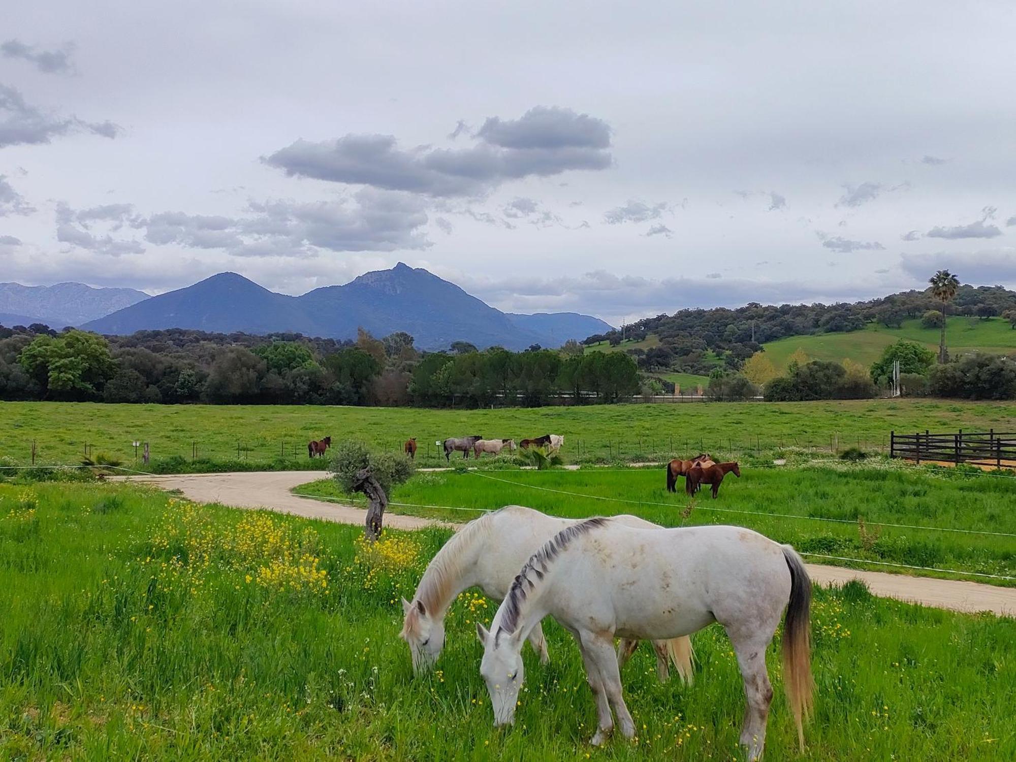 Cabana Rustica En Un Rancho Con Caballos, Prado Del Rey, Andalucia Dış mekan fotoğraf