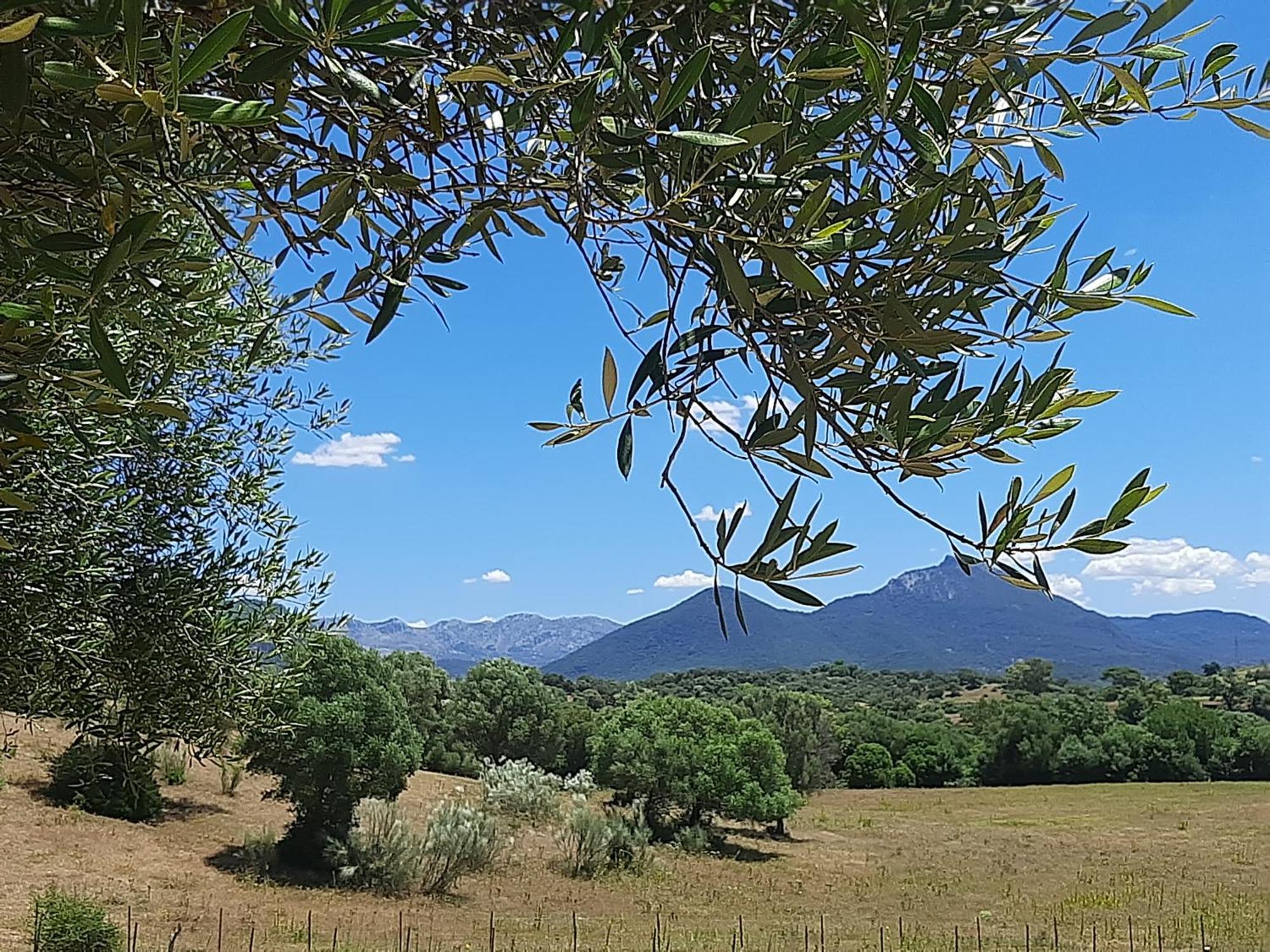 Cabana Rustica En Un Rancho Con Caballos, Prado Del Rey, Andalucia Dış mekan fotoğraf
