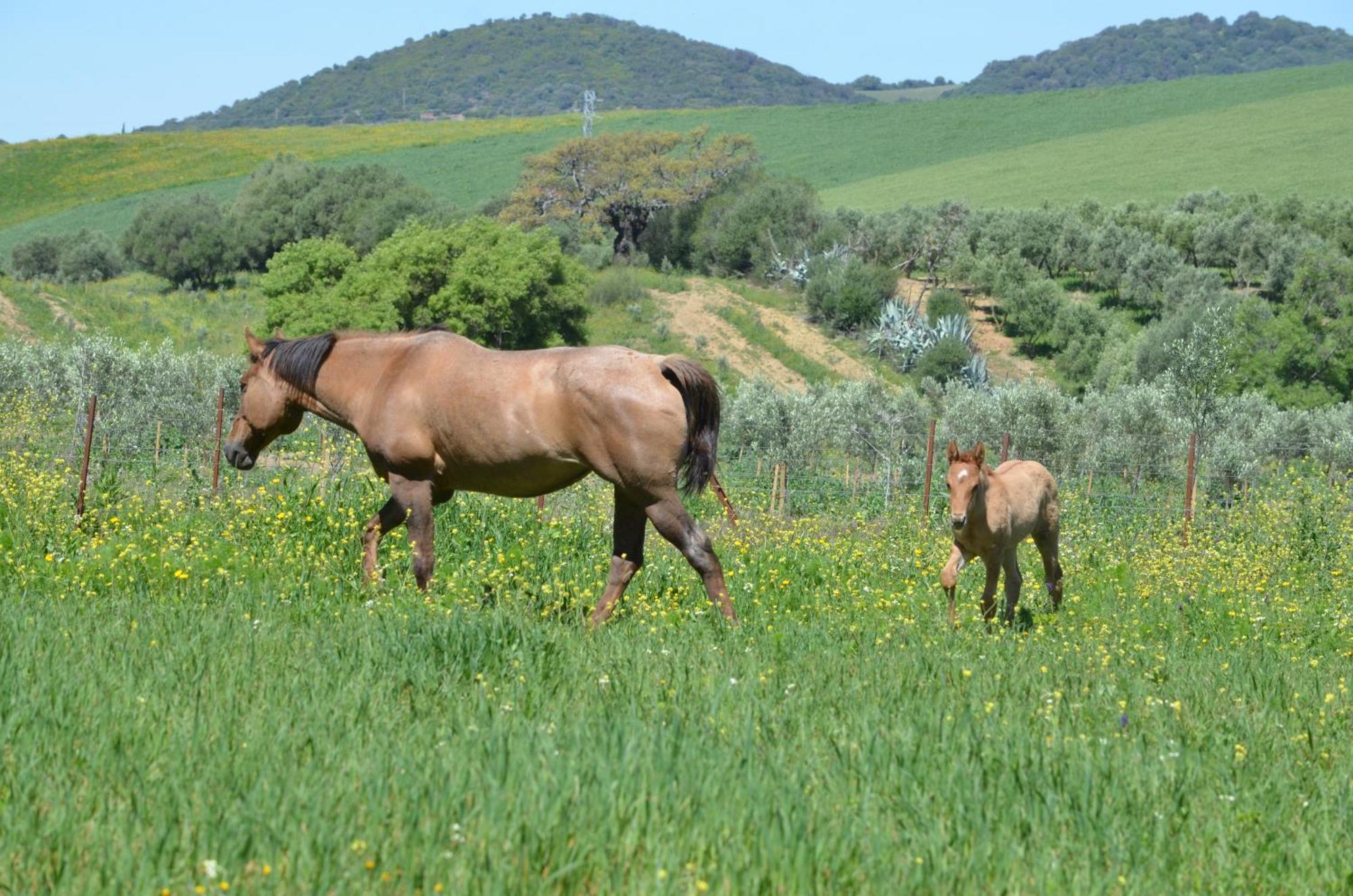 Cabana Rustica En Un Rancho Con Caballos, Prado Del Rey, Andalucia Dış mekan fotoğraf