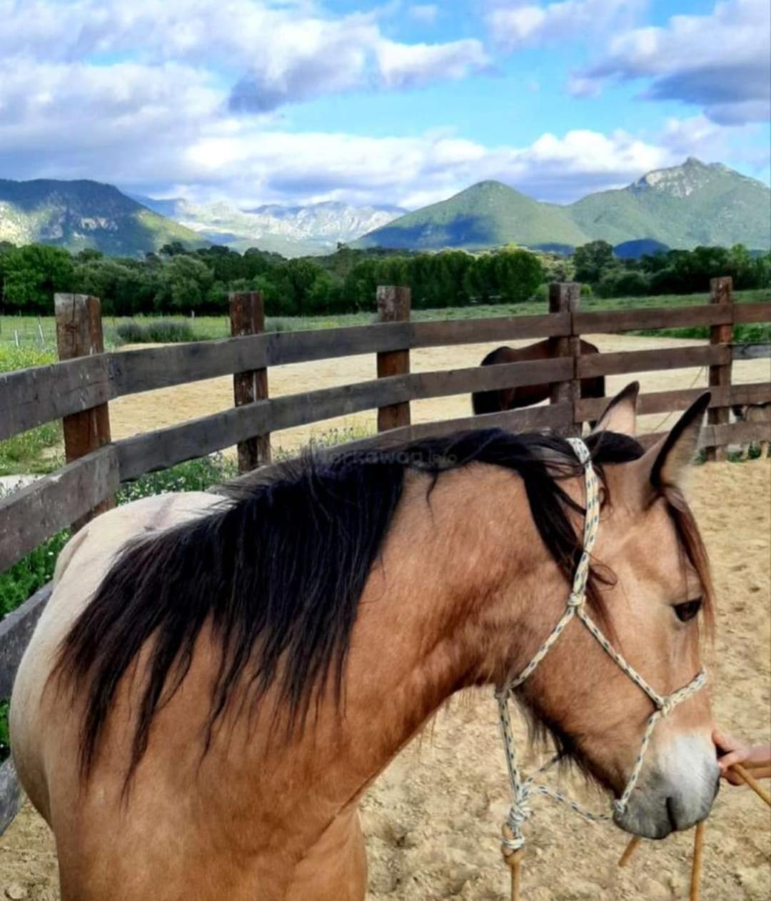 Cabana Rustica En Un Rancho Con Caballos, Prado Del Rey, Andalucia Dış mekan fotoğraf